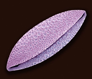Pollen Grain Structure Prints: Orange pollen, SEM