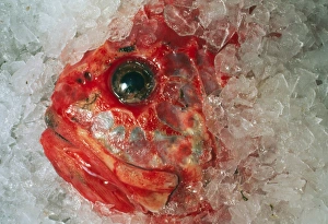 Orange Roughie packed in ice after being caught Orange Roughie packed in ice after being caught