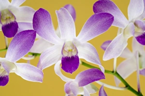 Unique Plant Species Prints: Orchids