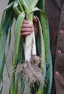 Images Dated 22nd August 2007: Organic Leeks Print