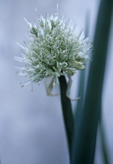 Organic Welsh onion (Allium fistulosum) Organic Welsh onion (Allium fistulosum)