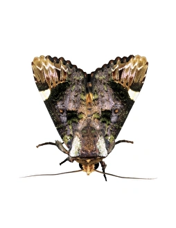 Images Dated 21st December 2012: Owlet Moth Print