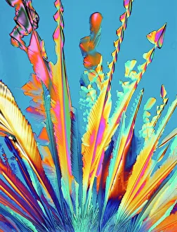 Images Dated 2011 October: Print of Oxytocin Crystals under Polarised Light