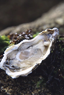 Images Dated 13th August 2004: Oyster Oyster Print