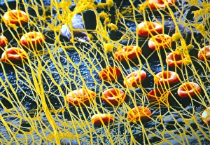 Nerve Cell Structure Prints: p2600049