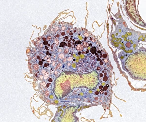 Animal Cell Structure Prints: p2760288