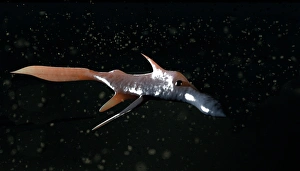 Prints of Pacific spookfish (Rhinochimaera pacifica), computer artwork. This is a deep sea chimaera, a relative of the sharks Images Dated 2006 March: Pacific spookfish Print