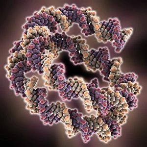 DNA Structure Prints: Packaged DNA molecule