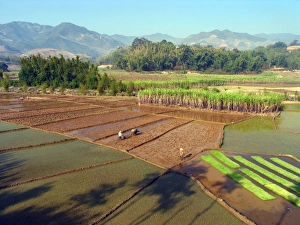 Rice Cultivation Process Prints: Paddy fields