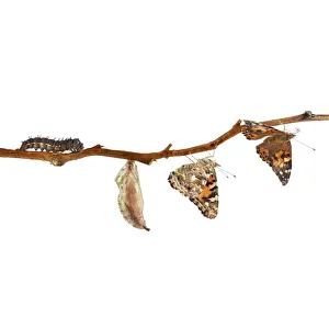 Painted lady butterfly life cycle F007/6614 Painted lady butterfly life cycle F007/6614