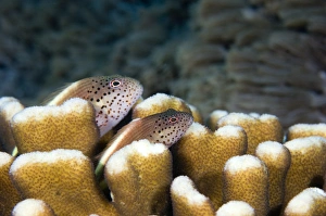 Coral Reef Fauna Prints: Pair of Forsters hawkfish