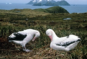 Pair of wandering albatrosses Pair of wandering albatrosses