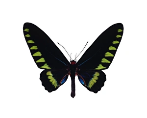 Images Dated 21st December 2012: Palawan Birdwing Print - 15cm Wingspan