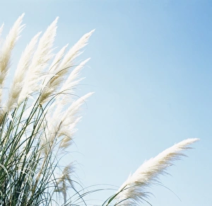Cortaderia Selloana Prints: Pampas grass