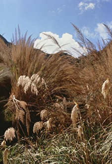 Pampas grass growing wild Pampas grass growing wild