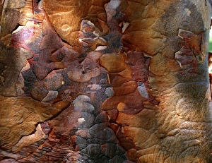 Tree Photography Prints: Paperbark maple