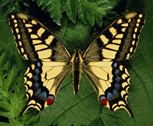 Papilo machain Britannicus, swallowtail butterfly Papilo machain Britannicus, swallowtail butterfly