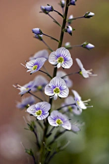 New Zealand Native Plants Prints: Parahebe Snow Clouds