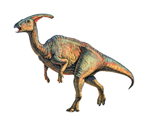 Parasaurolophus dinosaur Parasaurolophus dinosaur