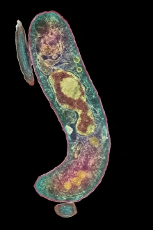 Parasitic protozoan, TEM Parasitic protozoan, TEM