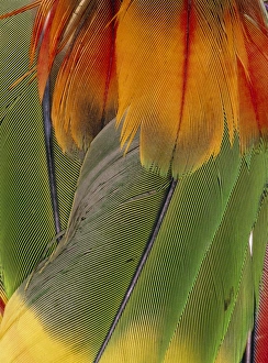 Parrot feathers from an indian head-dress Parrot feathers from an indian head-dress