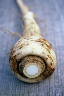 Prints of Organic parsnip (Pastinaca sativa Tender and True ) with top stalk sliced off Botanical Prints: Organic Parsnip Print