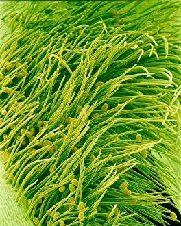 Prints of Pea flower stigma. Coloured scanning electron micrograph (SEM) of the surface of a common or garden pea flower (Pisum sativum) stigma Images Dated 2001 October: Pea flower stigma Print, SEM image