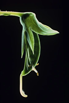 Pea pod, Pisum Pea pod, Pisum
