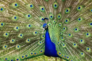 Framed Print : Blue Peafowl Mating Display Print Framed Print : Blue Peafowl Mating Display Print