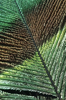 Peacock Feather Prints: Peacock feather