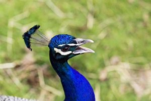 Blue Bird Species Prints: Peacock head