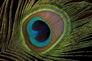 Images Dated 16th August 2012: Peacock Tail Feather Print