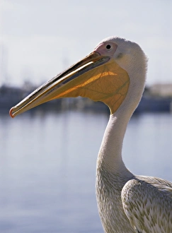 Pelican Bird Prints: Pelican