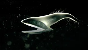 Deep Sea Fish Prints: Pelican eel