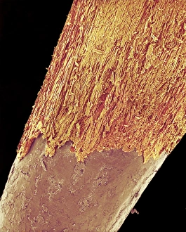 Coloured Scanning Electron Microscopy (SEM) Prints: Pencil tip, SEM