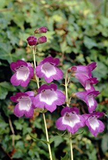 Autumn Blooms Prints: Penstemon Czar