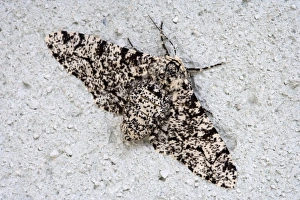 Camouflage In Nature Prints: Peppered Moth