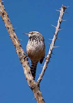 American Southwest Nature Scenes Prints: A perched Cactus Wren