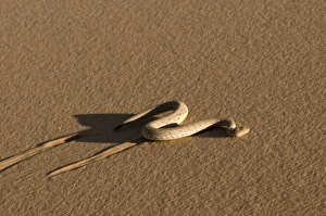 Images Dated 2nd August 2011: Peringuey's Adder Sidewinding Print