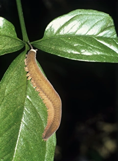 Prints of Peripatus, or velvet worm (Oroperipatus sp.) on a leaf Images Dated 2005 June: Peripatus Peripatus, or velvet worm (Oroperipatus sp.) on a leaf Print