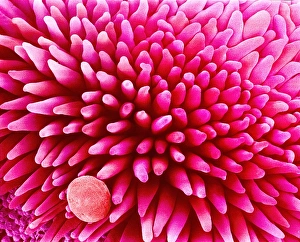 Periwinkle flower pollination, SEM Periwinkle flower pollination, SEM