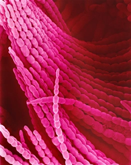Images Dated 2001: Periwinkle Petal Print, SEM Image