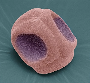 Pollen Grain Structure Prints: Periwinkle pollen, SEM