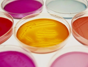 Petri dishes containing bacterial cultures Petri dishes containing bacterial cultures