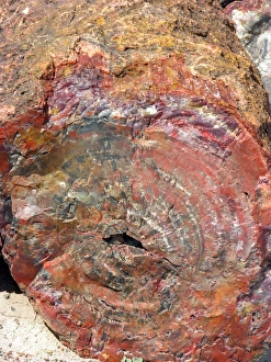 Petrified Tree Trunk Prints: Petrified tree trunk