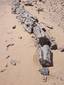 Images Dated 10th March 2011: Petrified Tree Trunk Print, Libyan Desert