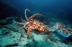 Prints of Male pharaoh cuttlefish (Sepia pharaonis) raising his arms and displaying threat colouration to ward off another male (left) Images Dated 2007 August: Male Pharaoh Cuttlefish Print