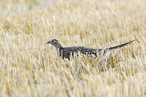 Woodland Birds UK Prints: Pheasant C018 / 0847
