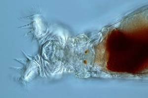 Images Dated 6th September 2011: Philodina rotifer Print, Light Micrograph