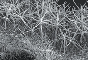Images Dated 25th May 2012: SEM Print of Phlomis italica Leaf Section
